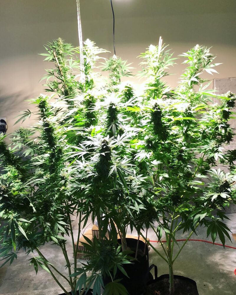 Cookies Kush, Фасовка: 3, изображение 6